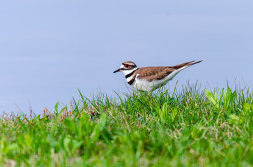 killdeer on the grass