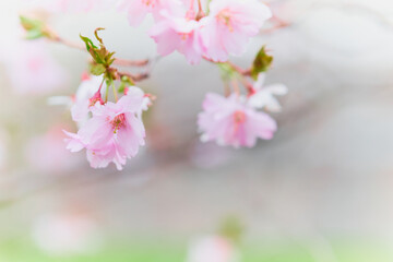 Obraz premium Spring flowering of trees on a blurred background.