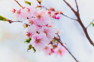 Obraz premium Spring flowering of trees on a blurred background.