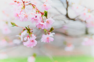 Spring flowering of trees on a blurred background.