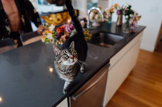 Tabby Cat on Kitchen Counter in Modern Apartment