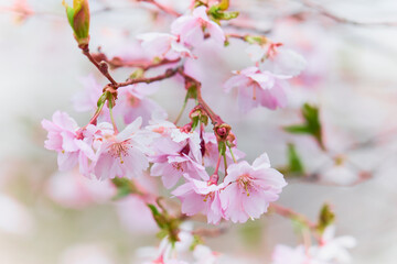 Obraz premium Spring flowering of trees on a blurred background.