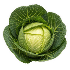 Obraz premium Fresh green cabbage head with leaves isolated on transparent background