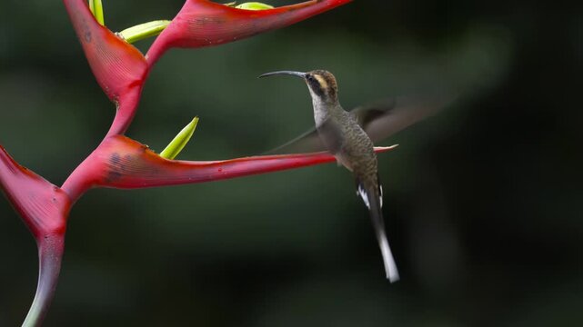 Planalto Hermit (Phaethornis pretrei) feeding on red heliconia flower in tropical rainforest