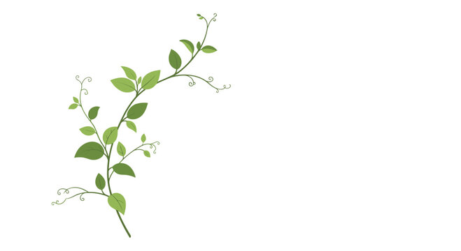 A delicate green vine with numerous small leaves and curly tendrils gracefully growing upwards and branching out on a simple white background.