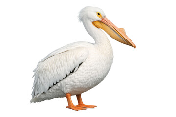 Obraz premium American white pelican standing with orange feet transparent background