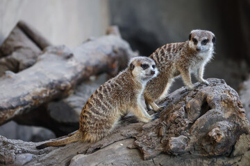 Fototapeta premium Meerkats