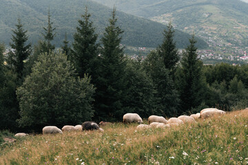 Obraz premium Flock of Sheep Grazing Near Forest in Mountain Landscape