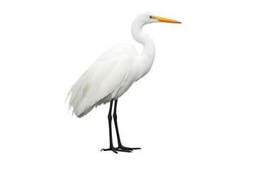 Obraz premium Great egret bird standing with transparent background