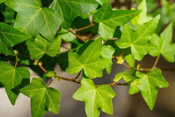 鮮やかな緑のアイビーの葉 太陽光を浴びる新鮮な観葉植物