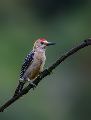 Red-crowned Woodpecker Perched on Mossy Branch on Green Background
