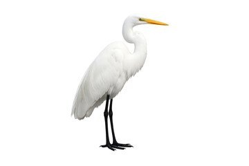 Great egret standing with white plumage transparent background