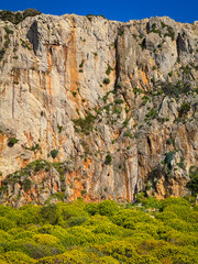 Naklejka premium Limestone wall with orange mineral streaks and sharp textures, rising above a band of vivid yellow spring shrubs. A strong geology and climbing backdrop from the Mediterranean landscape of Sicily.