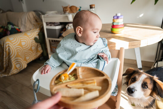 Baby eating in high chair, dog wanting food, cat sleeping