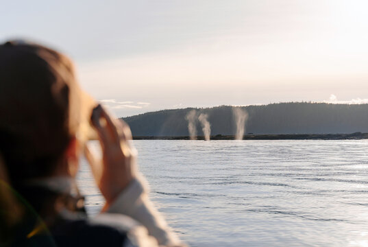 Whale Watching in Juneau 