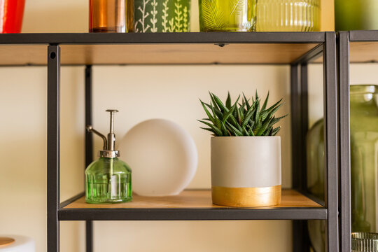 Succulent on shelf