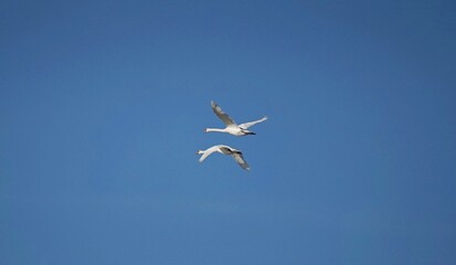 Obraz premium Deux Cygnes en vol