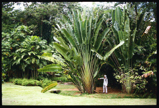 A person stands beside towering tropical plants in a vibrant garden. 