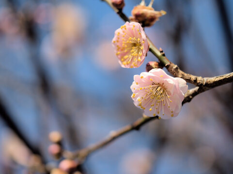 晴れた2月に美しく咲いた紅い梅の花「難波紅（ナニワコウ）」