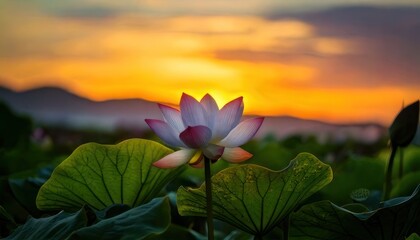Serene Lotus Blossom at Sunset - A Symbol of Purity and Enlightenment.