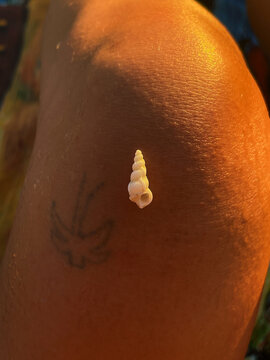 A female knee with a small seashell on it 
