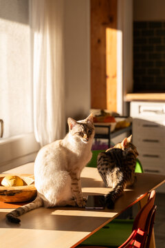cat home