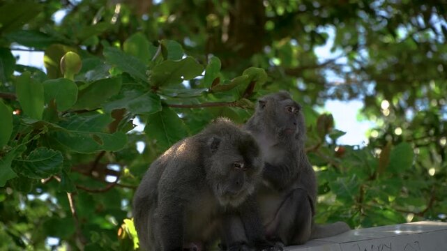 Monkey Activity in Natural Habitat