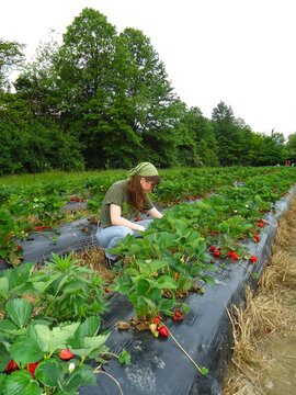 A Woman Strawberry Picking in a Field