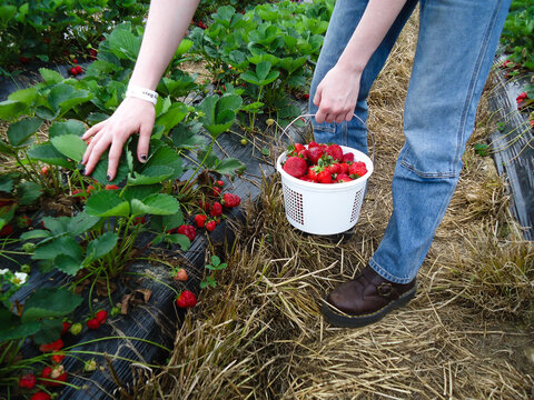 Picking a Bucket of Fresh Strawberries in a Field
