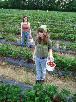 Two Women Smiling in a Strawberry Field