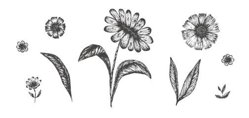 Set of hand drawn textured engraved sunflower flowers and leaves. Sketch vector grunge daisy floral gerbera blossoms elements, symbols for linear pattern design, greeting card, logo, tattoo © Tatahnka