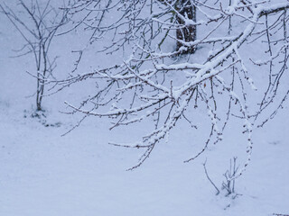 Snow‑covered cherry twigs outdoors in winter.