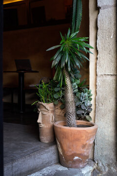 Terracotta plant pots on outdoor steps