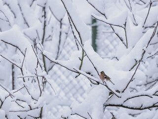 A common chaffinch perched on a branch outdoors with snow in the garden.
