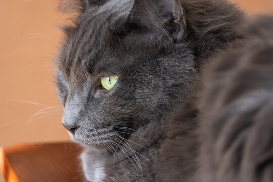 portrait of a cat