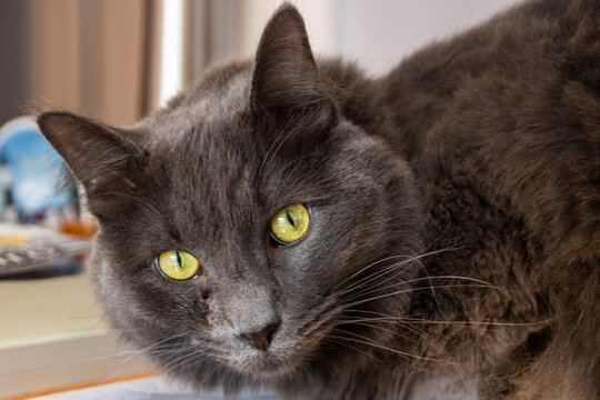 portrait of a cat