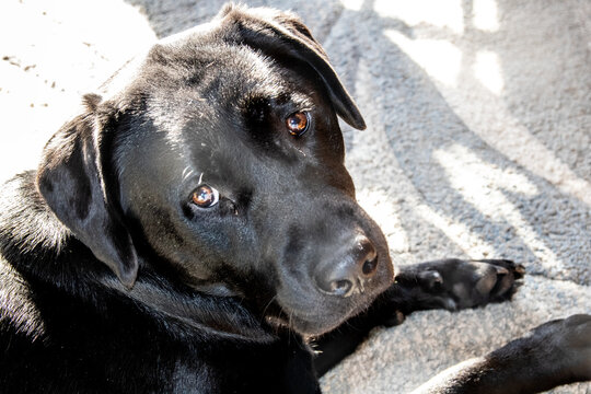 black labrador retriever
