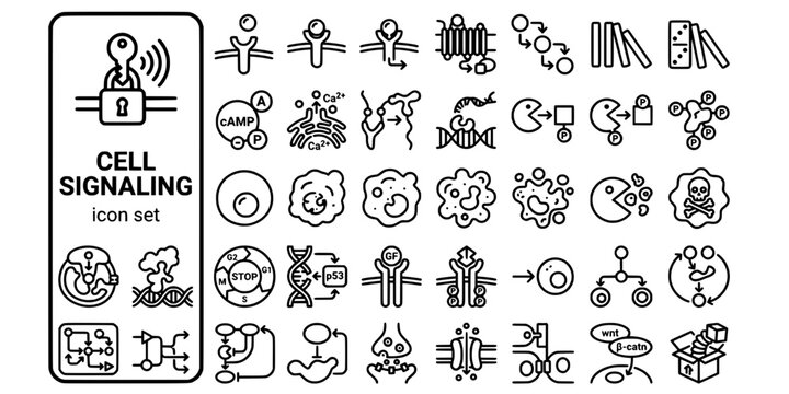 Cell Signaling Communication Bold Line Icons-Ligand Receptor Signal Transduction Second Messenger Protein Kinase Apoptosis Cell Cycle-20 Cell Signaling Icon Set Vector - Molecular Biology Icons