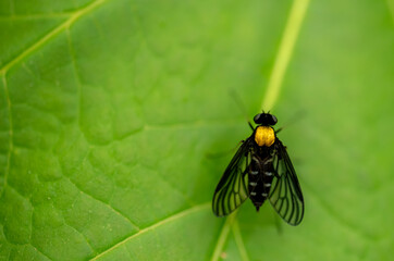 Naklejka premium Golden-Backed Snipe Fly On A Green Leaf With Copy Space Left