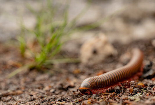 Millipede Craws Across The Forest Floor In Shenandoah