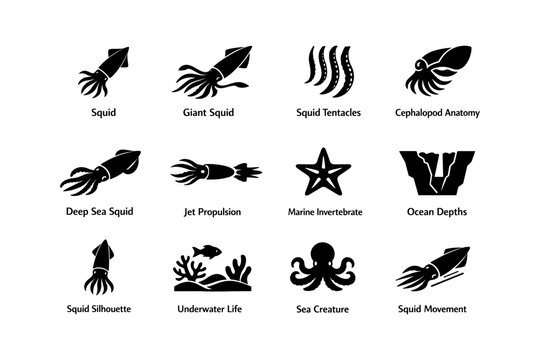Squid icons and silhouettes depicting marine life and ocean invertebrates
