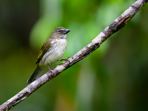 Buff-throated Saltator Perched on Branch in Tropical Rainforest