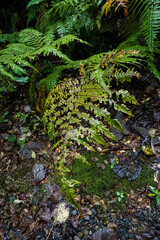 鹿児島県奄美大島金作原原生林時の葉音