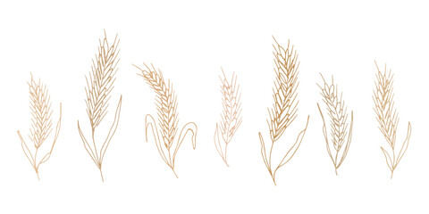 Set of hand drawn cereal wheat oat rye barley rice ears spikelet clipart Organic wheat bread agriculture farming harvest healthy food Single element for design print packaging label decor