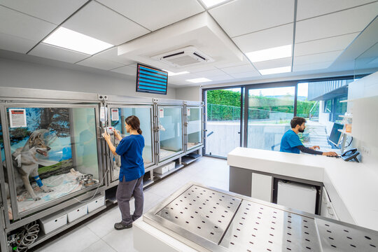 Two veterinarians working in the hospitalization room of a veterinary