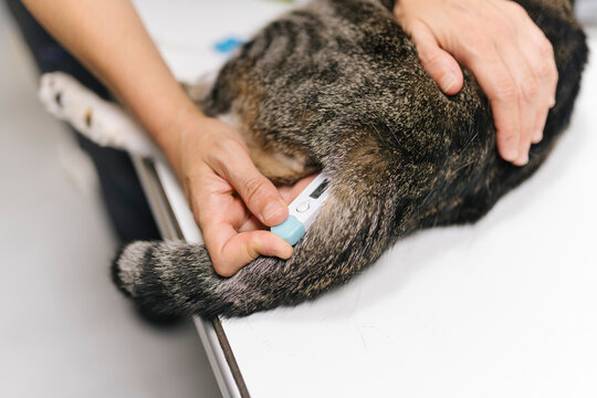 Veterinarian measuring cat's temperature with digital thermometer