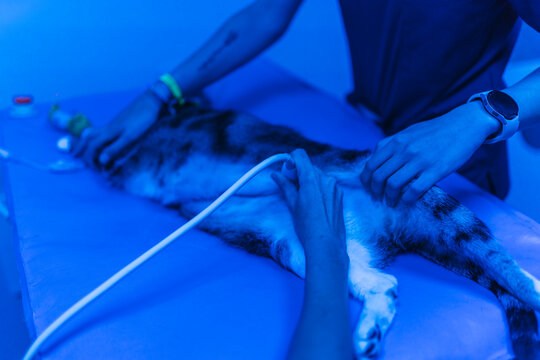 Veterinarians performing ultrasound on cat in veterinary clinic