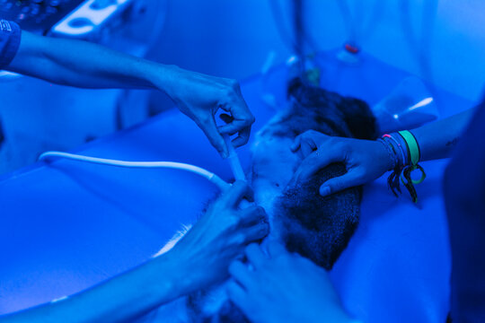 Veterinarians performing ultrasound examination on cat