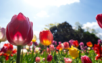 生命の輝き。光と雫のカラフルチューリップ
