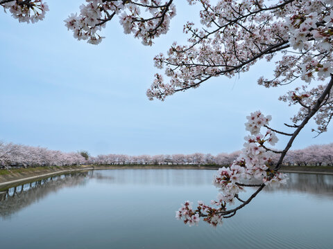 春景色」の写真素材 | 22,434件の無料イラスト画像 | Adobe Stock